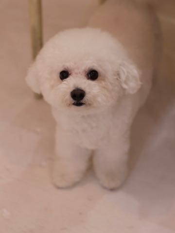 ビションフリーゼトリミング文京区フントヒュッテ駒込ビションフリーゼテディベアカット画像犬カットモデル都内ビショントリミングサロン東京hundehutte_224.jpg