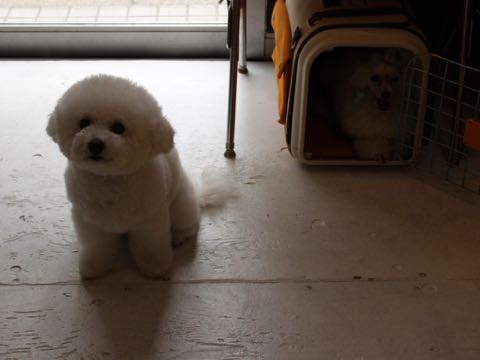 ビションフリーゼトリミング文京区フントヒュッテ駒込ビションフリーゼテディベアカット画像犬カットモデル都内ビショントリミングサロン東京hundehutte_227.jpg