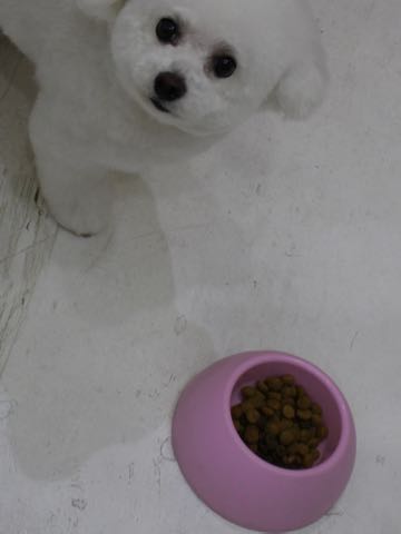 ビションフリーゼトリミング文京区フントヒュッテ駒込ビションフリーゼテディベアカット画像犬カットモデル都内ビショントリミングサロン東京hundehutte_231.jpg