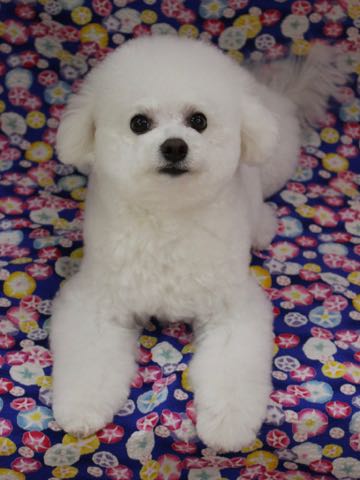 ビションフリーゼトリミング文京区フントヒュッテ駒込ビションフリーゼテディベアカット画像犬カットモデル都内ビショントリミングサロン東京hundehutte_232.jpg
