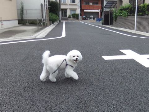 ビションフリーゼトリミング文京区フントヒュッテ駒込ビションフリーゼテディベアカット画像犬カットモデル都内ビショントリミングサロン東京hundehutte_256.jpg