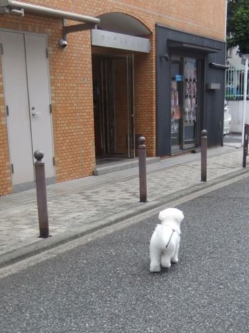 ビションフリーゼトリミング文京区フントヒュッテ駒込ビションフリーゼテディベアカット画像犬カットモデル都内ビショントリミングサロン東京hundehutte_261.jpg