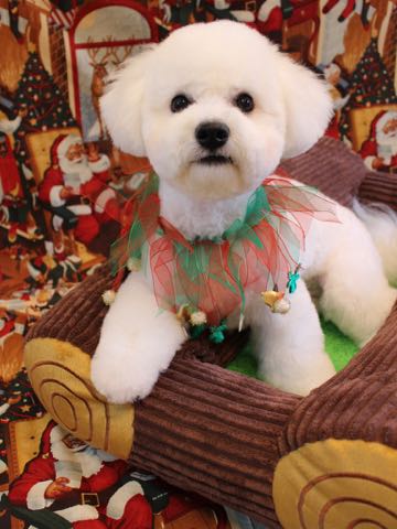 ビションフリーゼトリミングフントヒュッテビションカットスタイルモデル犬画像ビションフリーゼトリミングサロン東京ビションhundehutteビションベアカット_6.jpg