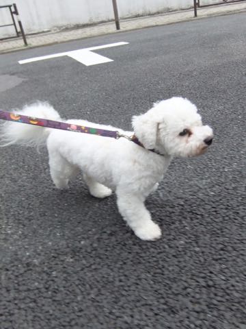 ビションフリーゼトリミングフントヒュッテビションカットスタイルモデル犬画像ビションフリーゼトリミングサロン東京ビションhundehutteビションベアカット_22.jpg