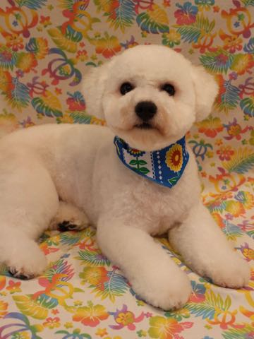 ビションフリーゼトリミングフントヒュッテビションカットスタイルモデル犬画像ビションフリーゼトリミングサロン東京ビションhundehutteビションベアカット_24.jpg