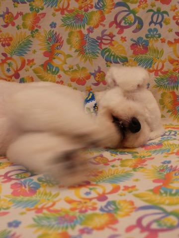ビションフリーゼトリミングフントヒュッテビションカットスタイルモデル犬画像ビションフリーゼトリミングサロン東京ビションhundehutteビションベアカット_26.jpg
