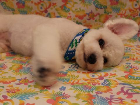ビションフリーゼトリミングフントヒュッテビションカットスタイルモデル犬画像ビションフリーゼトリミングサロン東京ビションhundehutteビションベアカット_27.jpg