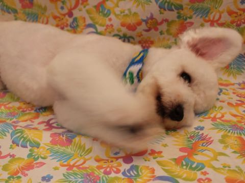 ビションフリーゼトリミングフントヒュッテビションカットスタイルモデル犬画像ビションフリーゼトリミングサロン東京ビションhundehutteビションベアカット_28.jpg