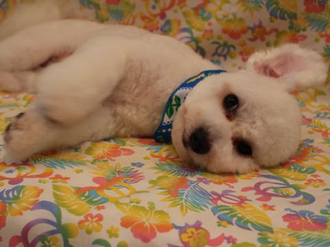 ビションフリーゼトリミングフントヒュッテビションカットスタイルモデル犬画像ビションフリーゼトリミングサロン東京ビションhundehutteビションベアカット_29.jpg