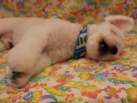 ビションフリーゼトリミングフントヒュッテビションカットスタイルモデル犬画像ビションフリーゼトリミングサロン東京ビションhundehutteビションベアカット_30.jpg
