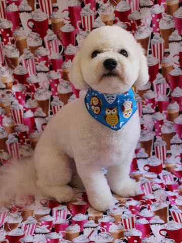 ビションフリーゼトリミングフントヒュッテビションカットスタイルモデル犬画像ビションフリーゼトリミングサロン東京ビションhundehutteビションベアカット_42.jpg