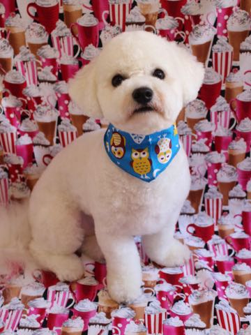 ビションフリーゼトリミングフントヒュッテビションカットスタイルモデル犬画像ビションフリーゼトリミングサロン東京ビションhundehutteビションベアカット_43.jpg