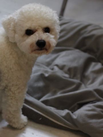 ビションフリーゼトリミングフントヒュッテビションカットスタイルモデル犬画像ビションフリーゼトリミングサロン東京ビションhundehutteビションベアカット_44.jpg