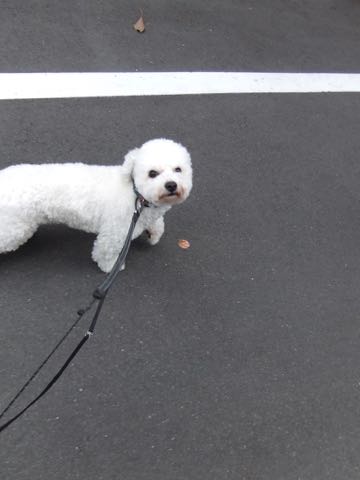ビションフリーゼトリミングフントヒュッテビションカットスタイルモデル犬画像ビションフリーゼトリミングサロン東京ビションhundehutteビションベアカット_45.jpg