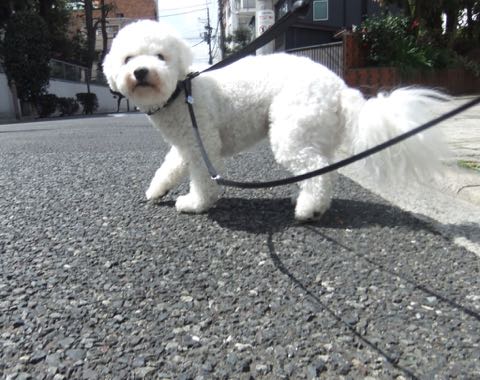 ビションフリーゼトリミングフントヒュッテビションカットスタイルモデル犬画像ビションフリーゼトリミングサロン東京ビションhundehutteビションベアカット_47.jpg
