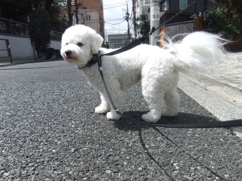 ビションフリーゼトリミングフントヒュッテビションカットスタイルモデル犬画像ビションフリーゼトリミングサロン東京ビションhundehutteビションベアカット_48.jpg