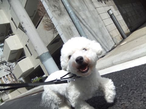 ビションフリーゼトリミングフントヒュッテビションカットスタイルモデル犬画像ビションフリーゼトリミングサロン東京ビションhundehutteビションベアカット_50.jpg