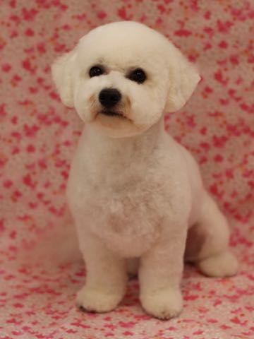 ビションフリーゼトリミングフントヒュッテビションカットスタイルモデル犬画像ビションフリーゼトリミングサロン東京ビションhundehutteビションベアカット_51.jpg