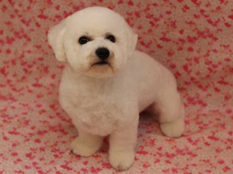 ビションフリーゼトリミングフントヒュッテビションカットスタイルモデル犬画像ビションフリーゼトリミングサロン東京ビションhundehutteビションベアカット_52.jpg