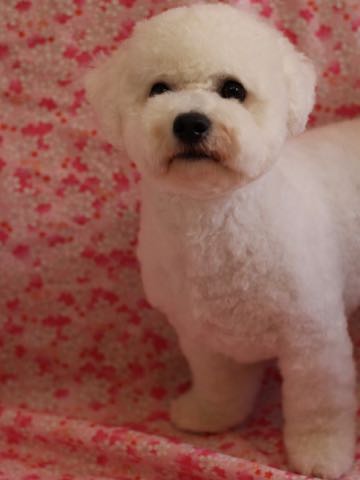 ビションフリーゼトリミングフントヒュッテビションカットスタイルモデル犬画像ビションフリーゼトリミングサロン東京ビションhundehutteビションベアカット_53.jpg