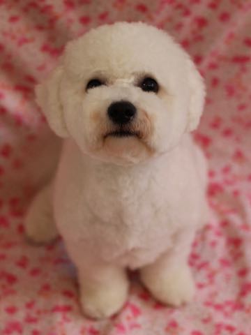 ビションフリーゼトリミングフントヒュッテビションカットスタイルモデル犬画像ビションフリーゼトリミングサロン東京ビションhundehutteビションベアカット_54.jpg