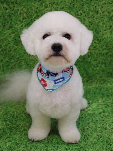 ビションフリーゼトリミングフントヒュッテビションカットスタイルモデル犬画像ビションフリーゼトリミングサロン東京ビションhundehutteビションベアカット_55.jpg