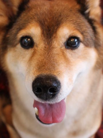 ミックス犬トリミング都内柴犬ミックス抜け毛時期柴犬ミックスシャンプー文京区フントヒュッテ駒込犬歯垢歯石におい口臭歯周病犬の歯磨きデンタルケア効果画像ペットホテル東京_161.jpg