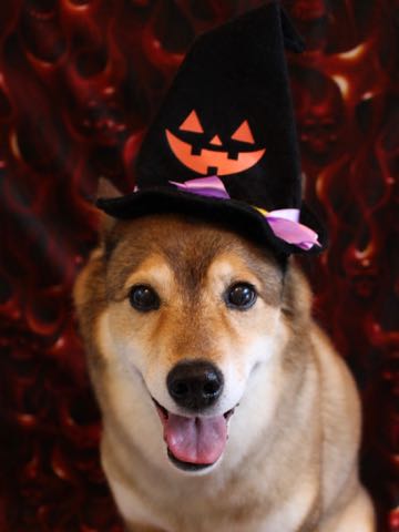 ミックス犬トリミング都内柴犬ミックス抜け毛時期柴犬ミックスシャンプー文京区フントヒュッテ駒込犬歯垢歯石におい口臭歯周病犬の歯磨きデンタルケア効果画像ペットホテル東京_162.jpg