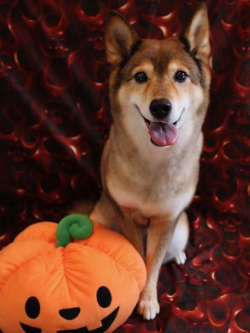 ミックス犬トリミング都内柴犬ミックス抜け毛時期柴犬ミックスシャンプー文京区フントヒュッテ駒込犬歯垢歯石におい口臭歯周病犬の歯磨きデンタルケア効果画像ペットホテル東京_163.jpg