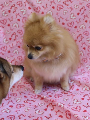 ミックス犬トリミング都内柴犬ミックス抜け毛時期柴犬ミックスシャンプー文京区フントヒュッテ駒込犬歯垢歯石におい口臭歯周病犬の歯磨きデンタルケア効果画像ペットホテル東京_197.jpg