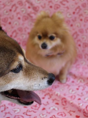 ミックス犬トリミング都内柴犬ミックス抜け毛時期柴犬ミックスシャンプー文京区フントヒュッテ駒込犬歯垢歯石におい口臭歯周病犬の歯磨きデンタルケア効果画像ペットホテル東京_198.jpg