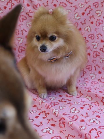 ミックス犬トリミング都内柴犬ミックス抜け毛時期柴犬ミックスシャンプー文京区フントヒュッテ駒込犬歯垢歯石におい口臭歯周病犬の歯磨きデンタルケア効果画像ペットホテル東京_199.jpg