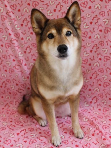 ミックス犬トリミング都内柴犬ミックス抜け毛時期柴犬ミックスシャンプー文京区フントヒュッテ駒込犬歯垢歯石におい口臭歯周病犬の歯磨きデンタルケア効果画像ペットホテル東京_200.jpg