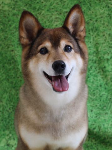 ミックス犬トリミング都内柴犬ミックス抜け毛時期柴犬ミックスシャンプー文京区フントヒュッテ駒込犬歯垢歯石におい口臭歯周病犬の歯磨きデンタルケア効果画像ペットホテル東京_234.jpg