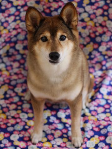 ミックス犬トリミング都内柴犬ミックス抜け毛時期柴犬ミックスシャンプー文京区フントヒュッテ駒込犬歯垢歯石におい口臭歯周病犬の歯磨きデンタルケア効果画像ペットホテル東京_248.jpg