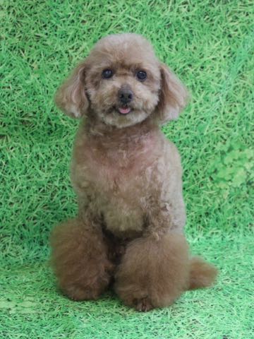 トイ・プードルトリミング文京区フントヒュッテ駒込トイプーカット画像犬歯垢歯石除去歯磨きゼオライトデンタルケア東京hundehutte_90.jpg