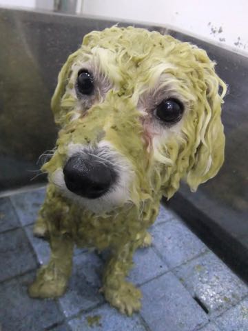 ビションフリーゼフントヒュッテこいぬ画像ビションフリーゼ子犬社会化性格血統チャンピオン犬東京ビションメス関東かわいいビションおとこのこ文京区出産情報ビション募集_997.jpg