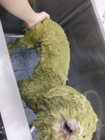 ビションフリーゼフントヒュッテこいぬ画像ビションフリーゼ子犬社会化性格血統チャンピオン犬東京ビションメス関東かわいいビションおとこのこ文京区出産情報ビション募集_998.jpg