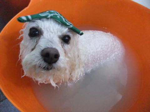 ビションフリーゼトリミング文京区フントヒュッテ駒込ビションカットモデル画像犬歯磨きゼオライトデンタルケア都内ハーブパック効果犬温泉東京ビション丸_67.jpg