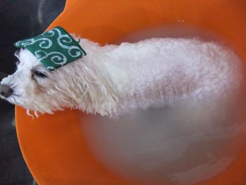 ビションフリーゼトリミング文京区フントヒュッテ駒込ビションカットモデル画像犬歯磨きゼオライトデンタルケア都内ハーブパック効果犬温泉東京ビション丸_68.jpg