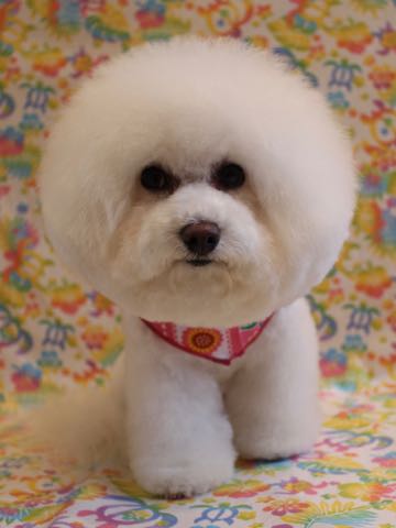 ビションフリーゼトリミング文京区フントヒュッテ駒込ビションカットモデル画像犬歯磨きゼオライトデンタルケア都内ハーブパック効果犬温泉東京ビション丸_71.jpg