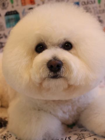 ビションフリーゼトリミング文京区フントヒュッテ駒込ビションフリーゼまるくカットトリミングサロン画像ビションフリーゼ大きく丸い頭画像ビション毛量東京_152.jpg