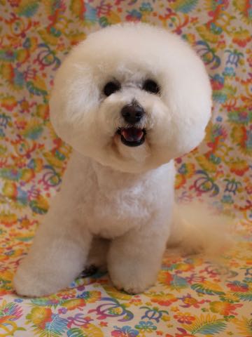 ビションフリーゼトリミング文京区フントヒュッテ駒込ビションフリーゼまるくカットトリミングサロン画像ビションフリーゼ大きく丸い頭画像ビション毛量東京_160.jpg
