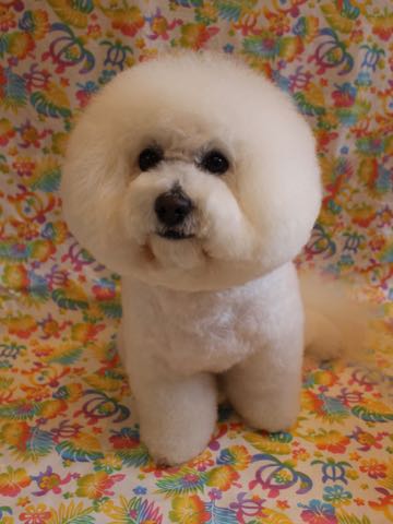 ビションフリーゼトリミング文京区フントヒュッテ駒込ビションフリーゼまるくカットトリミングサロン画像ビションフリーゼ大きく丸い頭画像ビション毛量東京_161.jpg