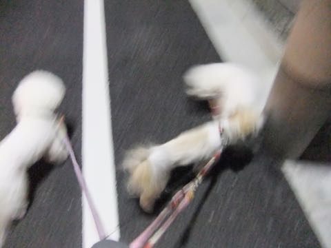 ビションフリーゼトリミング文京区フントヒュッテ駒込ビションフリーゼまるくカットトリミングサロン画像ビションフリーゼ大きく丸い頭画像ビション毛量東京_165.jpg