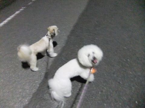 ビションフリーゼトリミング文京区フントヒュッテ駒込ビションフリーゼまるくカットトリミングサロン画像ビションフリーゼ大きく丸い頭画像ビション毛量東京_168.jpg