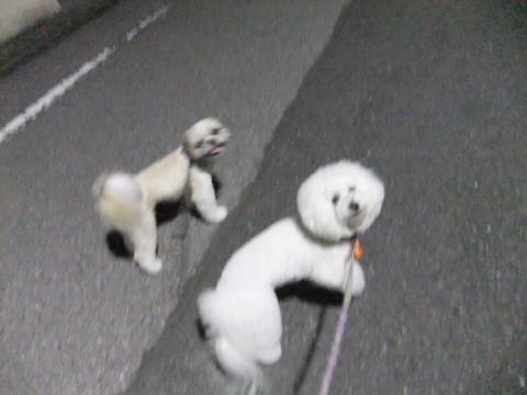 ビションフリーゼトリミング文京区フントヒュッテ駒込ビションフリーゼまるくカットトリミングサロン画像ビションフリーゼ大きく丸い頭画像ビション毛量東京_169.jpg