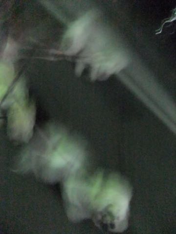 ビションフリーゼトリミング文京区フントヒュッテ駒込ビションフリーゼまるくカットトリミングサロン画像ビションフリーゼ大きく丸い頭画像ビション毛量東京_170.jpg