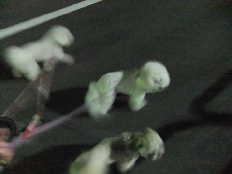 ビションフリーゼトリミング文京区フントヒュッテ駒込ビションフリーゼまるくカットトリミングサロン画像ビションフリーゼ大きく丸い頭画像ビション毛量東京_171.jpg