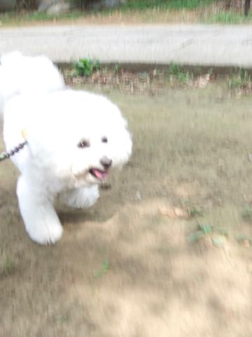 ビションフリーゼトリミング文京区フントヒュッテ駒込ビションフリーゼまるくカットトリミングサロン画像ビションフリーゼ大きく丸い頭画像ビション毛量東京_183.jpg
